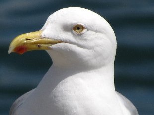 Tête de Goeland argenté